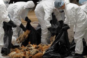Focare de gripă aviară confirmate la nivel național