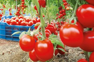 Programul de sprijin pentru tomate continuă și în 2018