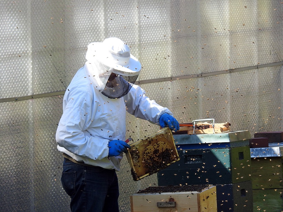Guvernul acordă sprijin de peste 97 de milioane lei pentru apicultori