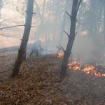 Incendiu în Parcul Domogled-Valea Cernei