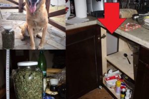 Droguri găsite de câinele polițist JEF