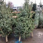 Romsilva scoate la vânzare în acest an 40.000 de pomi pentru Crăciun