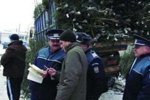 Peste 100 de pomi de Crăciun, confiscați de polițiștii timişeni