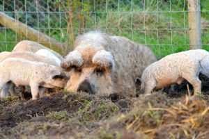 Program de sprijin pentru crescătorii de porci din rasele Bazna și Mangalița