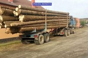 Zeci de metri cubi de lemne, confiscaţi de poliţiştii timişeni