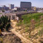 Foto. 1.400 de arbori aduşi din Italia pot fi admiraţi în zona Iulius Mall