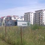 Ambrozia, la ea acasă! Doar 35 de amenzi pentru proprietarii care nu își îngrijesc terenurile din Timișoara
