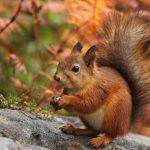 Parcul din Buziaș va fi repopulat cu veverițe