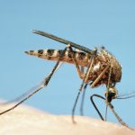 Încă un pacient din Timiș infectat cu virusul West Nile. Bărbatul a fost internat în stare critică