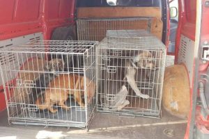 Primăria Timișoara are o ofertă pentru pentru sterilizarea gratuită a câinilor