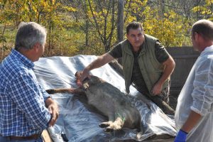 Cinci mistreți găsiți morți la fonduri de vânătoare din Timiș. Cauza este pesta porcină africană
