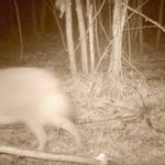 VIDEO/ Animal inedit în România, surprins de camerele de supraveghere instalate într-o pădure din Caraș Severin