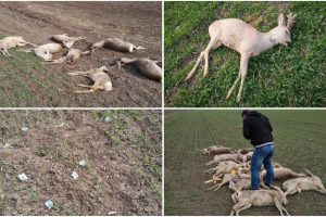 Imagini revoltătoare cu cadavrele unor căprioare pe un câmp din județul Arad