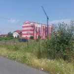 Primăria Timișoara a trimis somații către proprietarii terenurilor infestate cu ambrozia