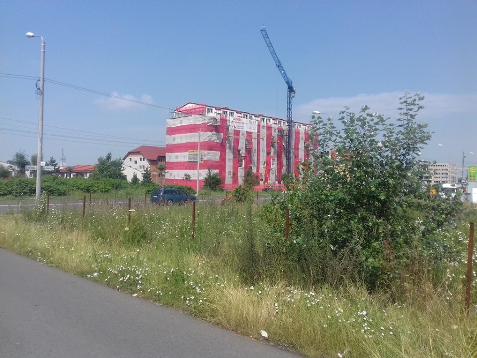 Primăria Timișoara a trimis somații către proprietarii terenurilor infestate cu ambrozia