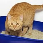 Crescătorii de pisici, acuzați de primarul Lugojului că fură nisipiul de la locurile de joacă