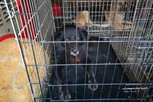 Primăria Timișoara va organiza 5 târguri de adopție a câinilor aflați în adăpostul public