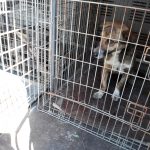 Primăria Timișoara susține o campanie inedită pentru câinii vagabonzi