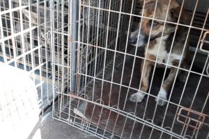O femeie din Timișoara a fost atacată de câinii vecinei care au intrat la ea în curte pe sub gard