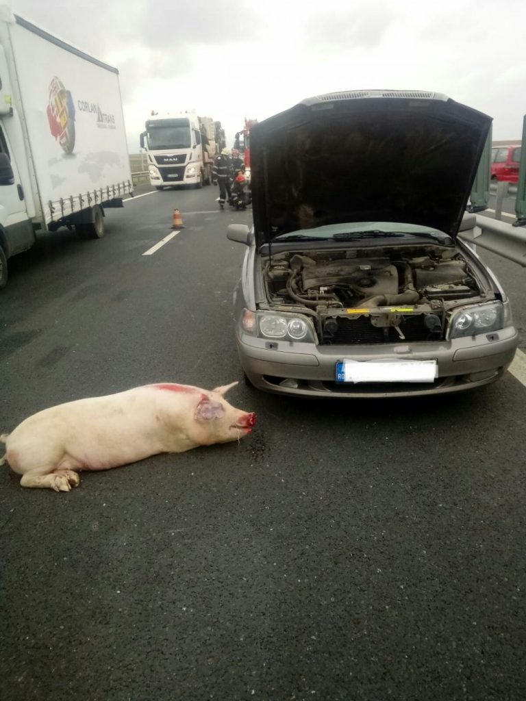 Accident pe A1, din cauza unui animal căzut din camion
