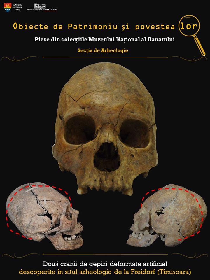 Două cranii de gepizi deformate artificial, descoperite în situl arheologic de la Freidorf