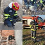 Pompierii au salvat un cățel, două pisici și un bursuc