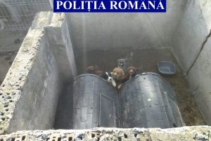 Animale ținute în condiții insalubre în comuna Șiria