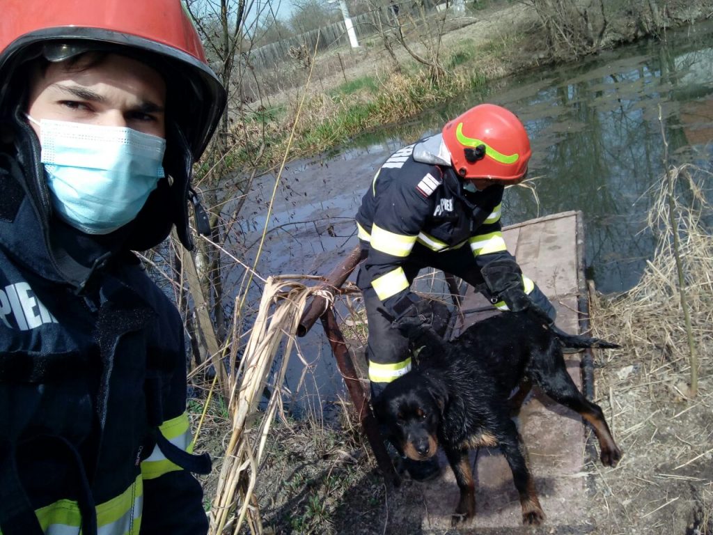 Pompierii de la ISU Timiș au salvat un cățel blocat într-un canal