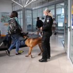 Câini antrenați să depisteze persoanele infectate cu Covid, la aeroportul din Sibiu