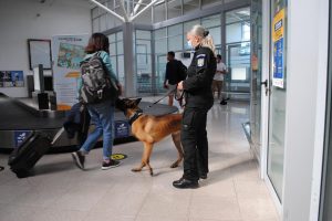 Câini antrenați să depisteze persoanele infectate cu Covid, la aeroportul din Sibiu