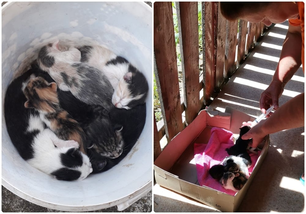 Un frigider și 7 pisicuțe, abandonate într-o parcare pe DN 69 Timișoara – Arad