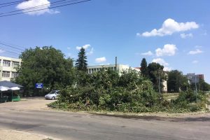 Nicolae Robu: Măcel la copacii de pe Calea Bogdăneștilor! FOTO