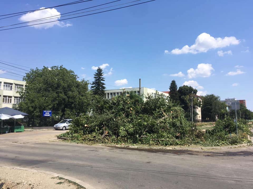 Nicolae Robu: Măcel la copacii de pe Calea Bogdăneștilor! FOTO