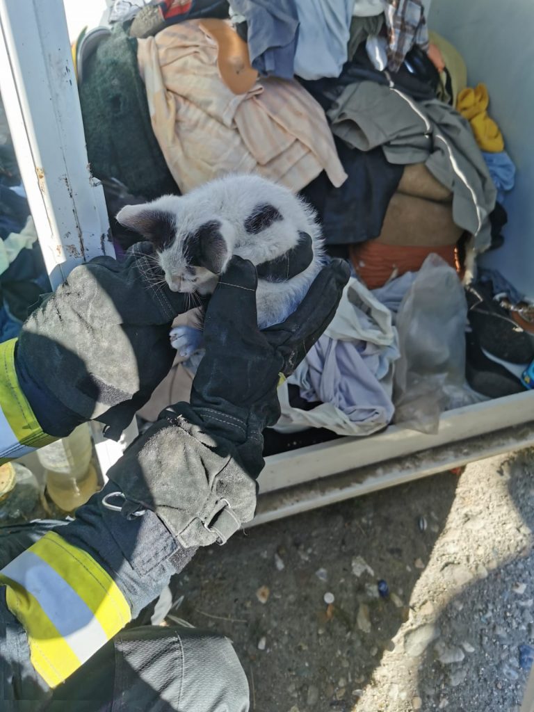 Pui de pisică salvat dintr-un container de către pompieri