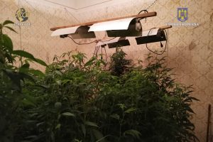 Descinderi la traficanții de droguri din Timiș care cultivau cannabis/Foto