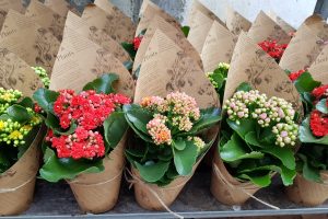 Cum se va face comercializarea florilor și produselor specifice zilei de 8 Martie