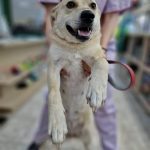 Parteneriat pentru salvarea câinilor fără stăpân: adopții accelerate și condiții mai bune în adăpost...