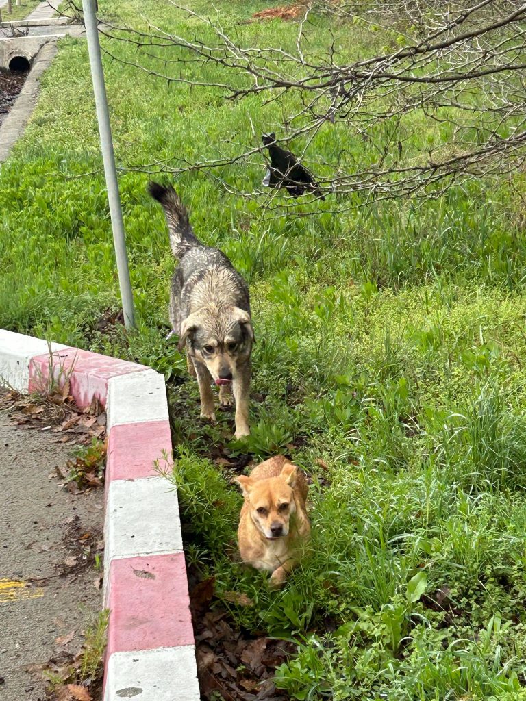 Prefectul Mihai Ritivoiu: Câinii fără stăpân – o problemă gravă de siguranță a oamenilor şi de risipă de bani