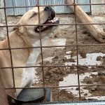 Aflată la plimbare prin centru, o timișoreancă a fost mușcată de un câine