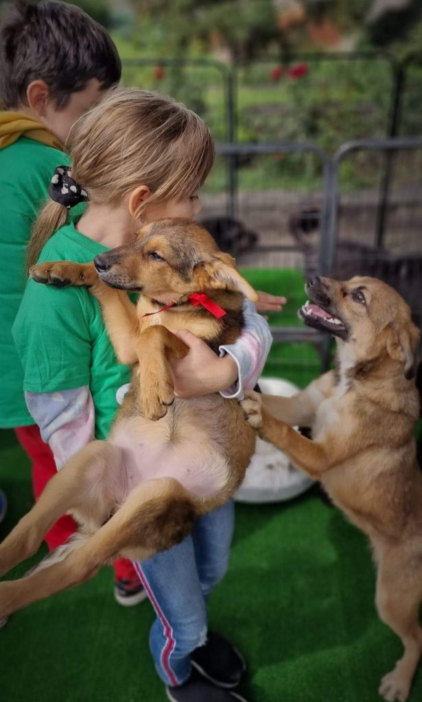 Condiții mai bune de îngrijire a câinilor fără stăpân din Timișoara