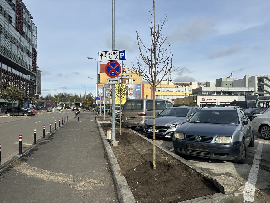 În Timișoara a început campania de plantări de toamnă