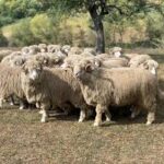 Primul caz de variolă ovină în România