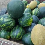 Producătorii locali din Timiș pot depune dosarele de participare la Festivalul Pepenilor