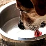 Solidari cu animalele străzii: un bol cu apă poate salva o viață!