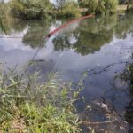 Garda de Mediu a mers în control la stația de epurare Timișoara după ce au murit pești în canalul Be...