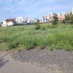 Timișoreni amendați pentru că n-au cosit buruienile și ambrozia/Foto