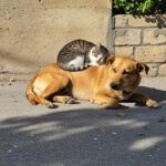 4 Octombrie 2025 – Ziua Internațională a Animalelor