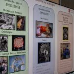 Copiii din Vestul României, fără acces la neurochirurgie specializată! Întâlnire de lucru la CCIA Ti...