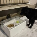 Cum putem ajuta animalele fără stăpân să supraviețuiască gerului