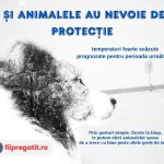 Cum protejăm animalele de gerul record din aceste zile